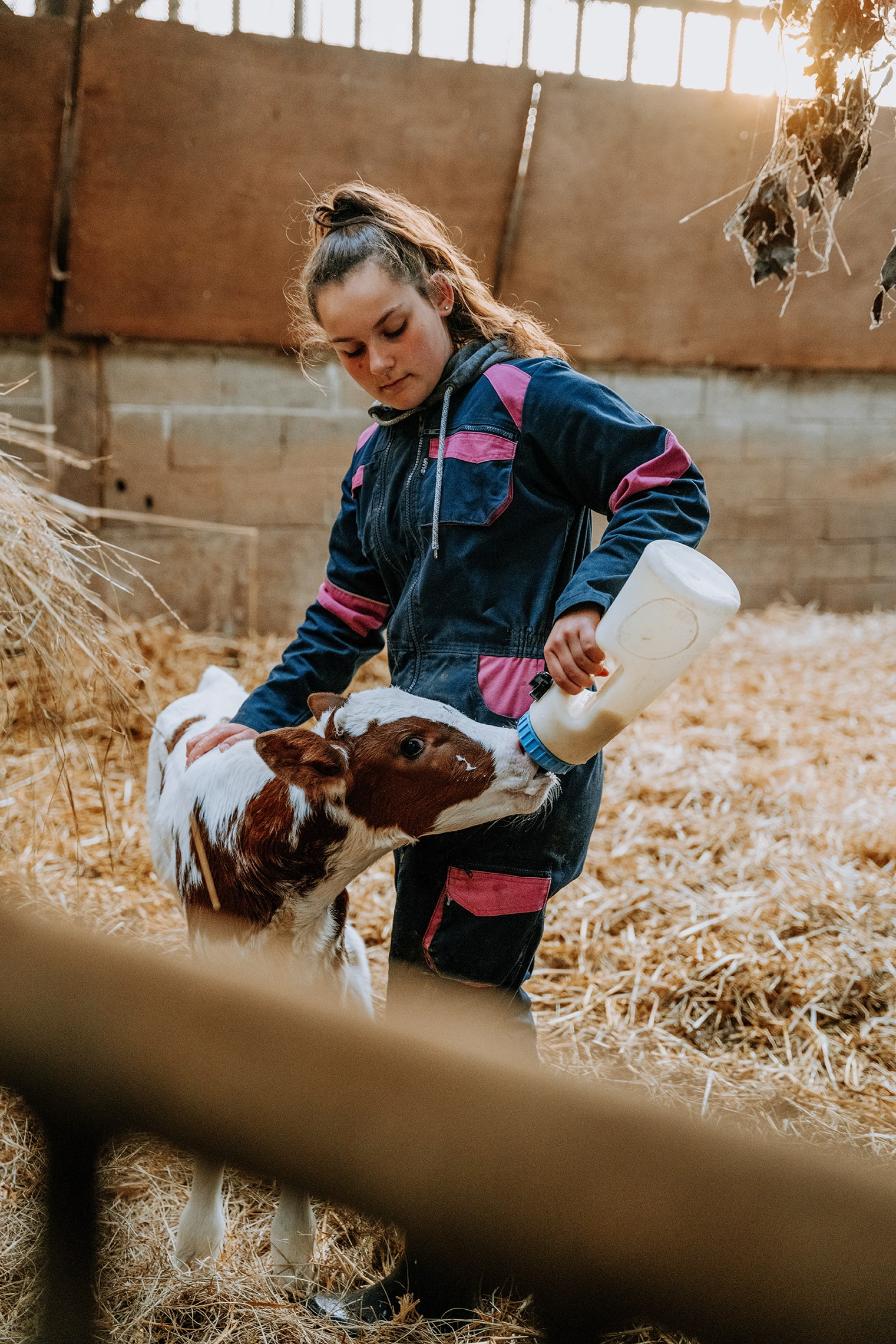 agriculteur-organic-cow