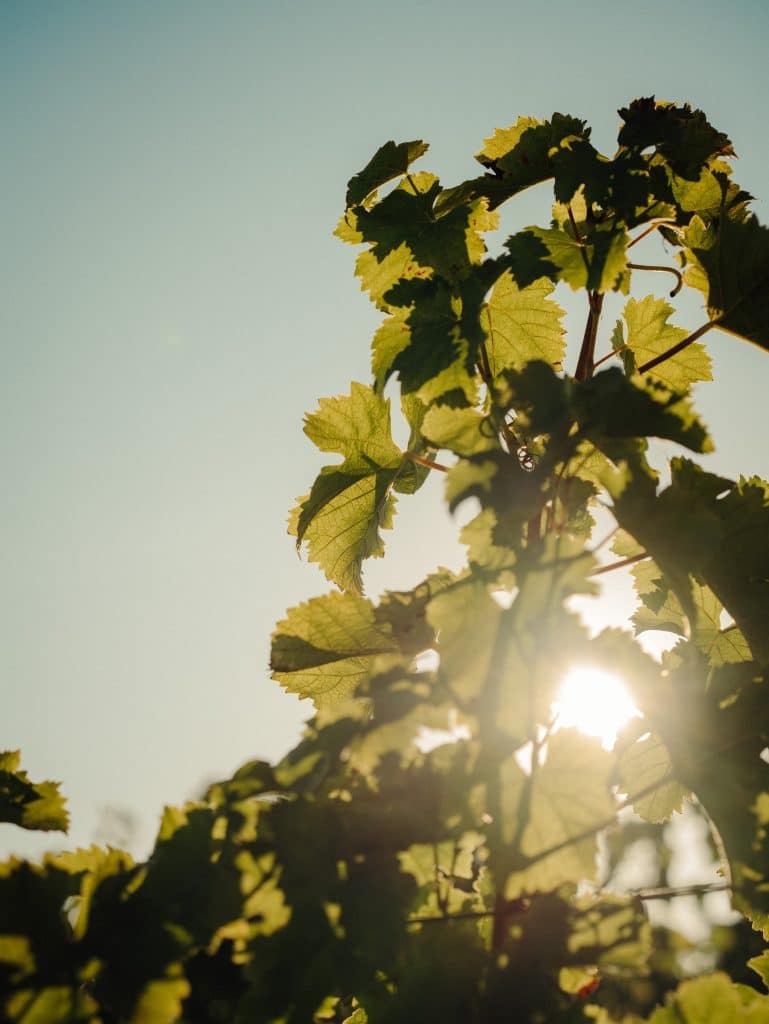 Baron Philippe de Rothschild